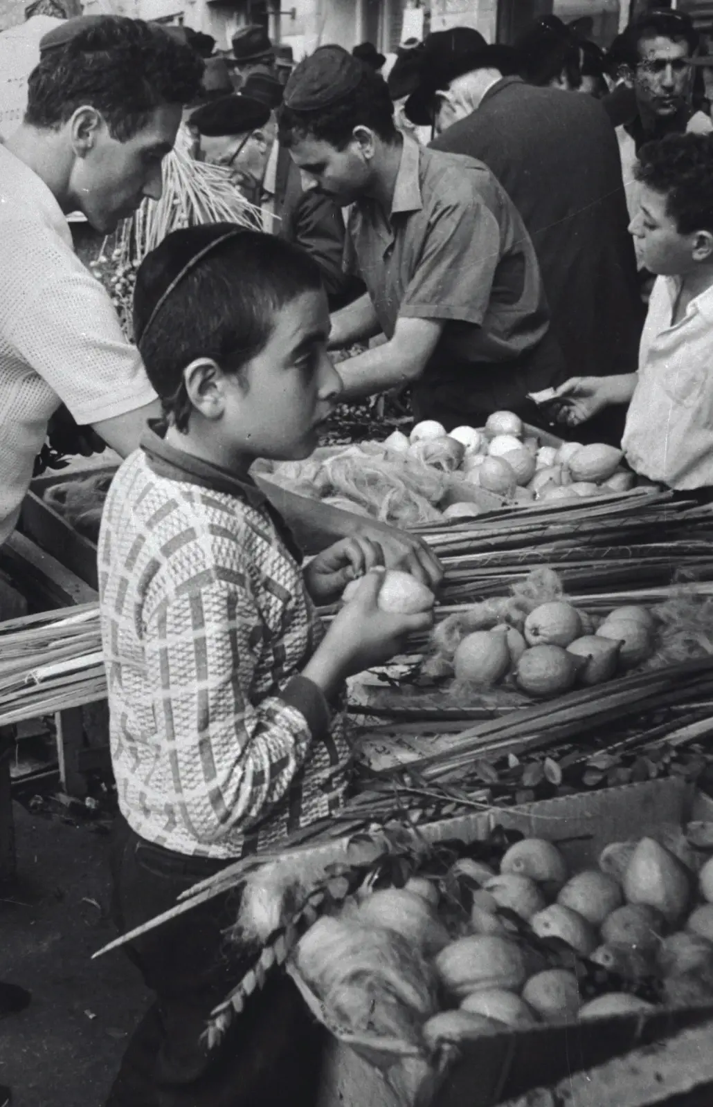 ילד בוחן אתרוג בוק ארבעת המינים בירושלים, 1967 ילד בוחן אתרוג בוק ארבעת המינים בירושלים, 1967