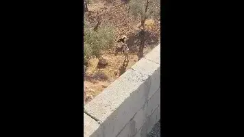 מתנחלים תוקפים פלסטינים במטע זיתים בשומרון