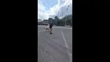 הכלבייה העירונית, חיפה הכלבייה העירונית, חיפה
