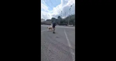 מאמצים כלב בחיפה? מעכשיו הוא יגיע גם אחרי אילוף מקצועי