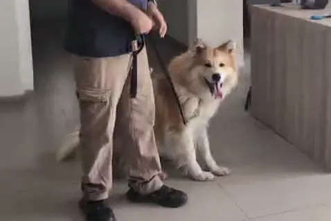 הכלבייה העירונית, חיפה הכלבייה העירונית, חיפה