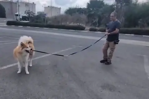 הכלבייה העירונית, חיפה הכלבייה העירונית, חיפה