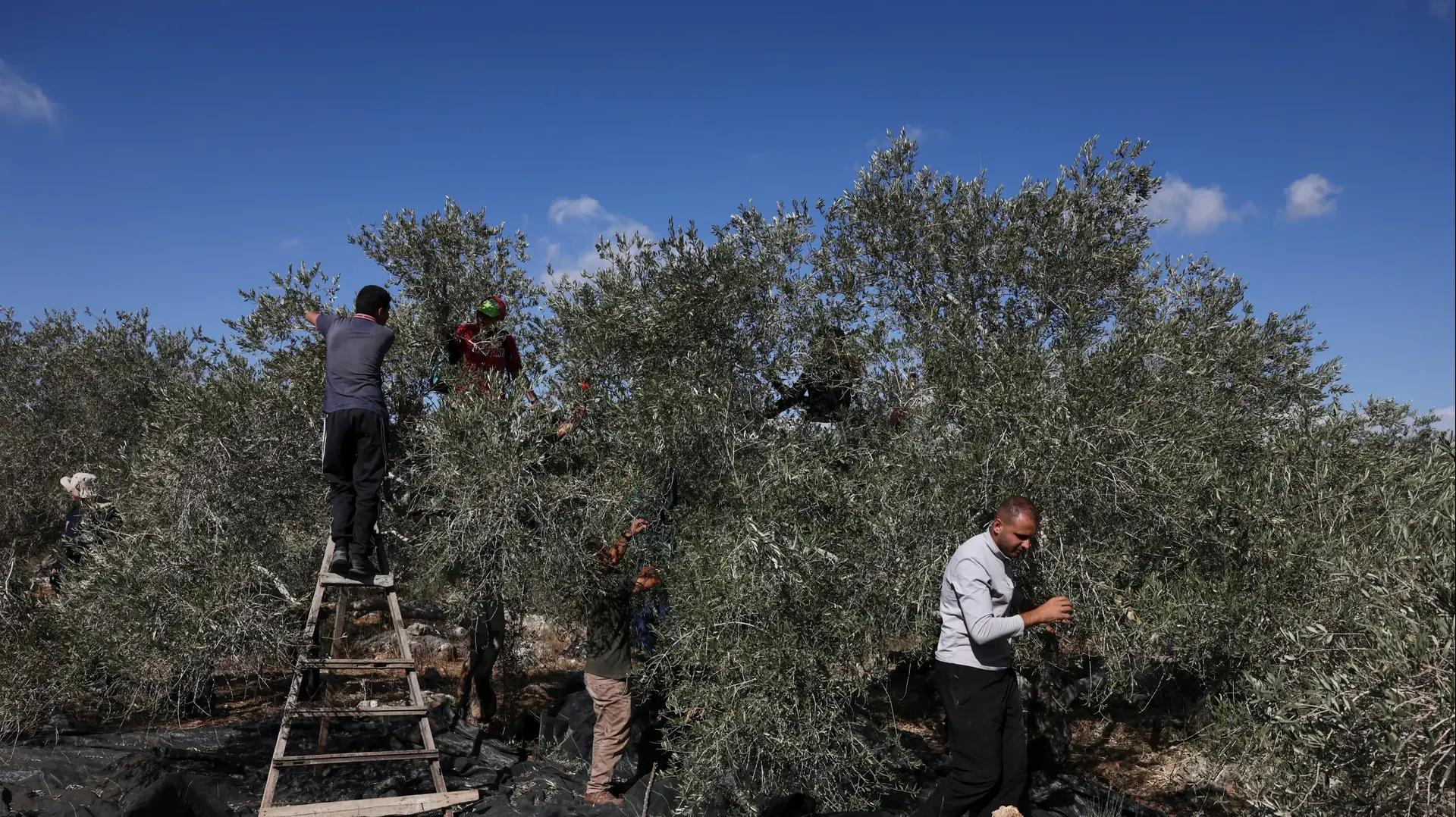 מסיק זיתים פלסטיני סמוך לרמאללה מסיק זיתים פלסטיני סמוך לרמאללה