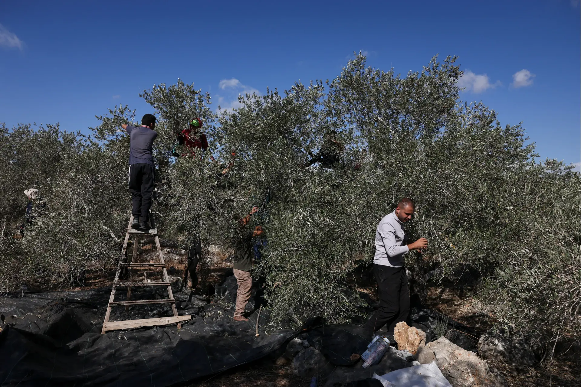 מסיק זיתים פלסטיני סמוך לרמאללה מסיק זיתים פלסטיני סמוך לרמאללה