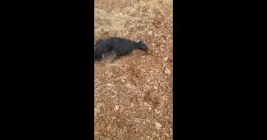 חשד לאירוע הרעלה בבנימין: ארבע עיזים מתו, המשטרה פתחה בחקירה
