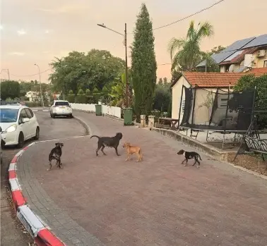 כלבים נשכו את משה יונגר בעפולה, 18 באוקטובר 2026