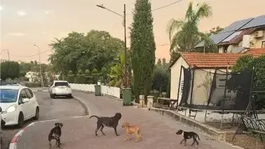 כלבים נשכו את משה יונגר בעפולה, 18 באוקטובר 2026 כלבים נשכו את משה יונגר בעפולה, 18 באוקטובר 2026
