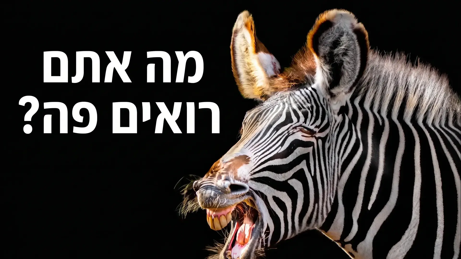 חידת זברה