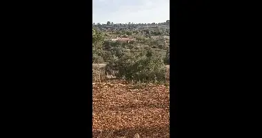 הפלסטינים טוענים: מתנחלים גנבו זיתים מהכפר סינג'יל - לעיני הלוחמים בשטח